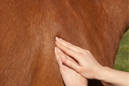 soins de bien &ecirc;tre massage cheval 